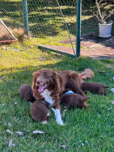 Filhotes de bodercollie