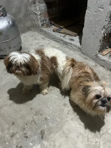 Shitzu para reserva 