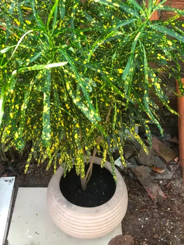 Planta linda para sua casa
