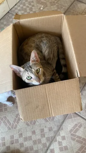 DOAÇÃO RESPONSÁVEL - Princesa, fêmea, ~1 ano