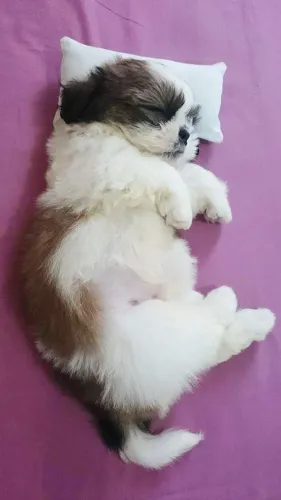 Filhotes de Shih Tzu | Companheiros que encantam fácil.