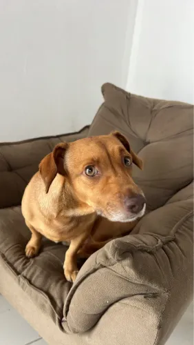 Doação de cachorro