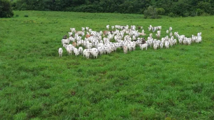 688 Hectares 500 de abertura R$5.400.000,00 de Reais no Pará há 200 km de Belém do Pará