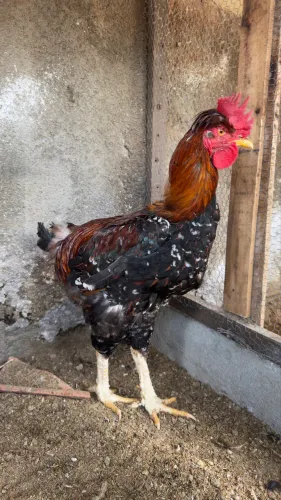 Frangos GBS Balão disponível