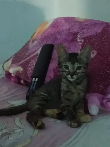 Gata para doação 