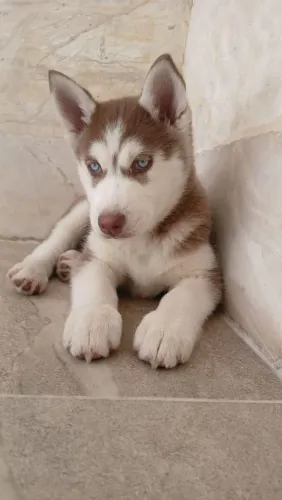 Vendo Husky Siberiano Fêmea com 3 meses