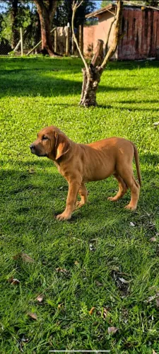 Filhote fila brasileiro