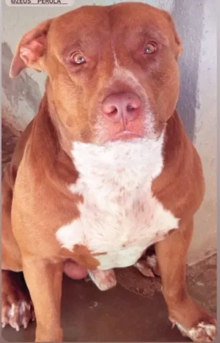 Doação de pitbull