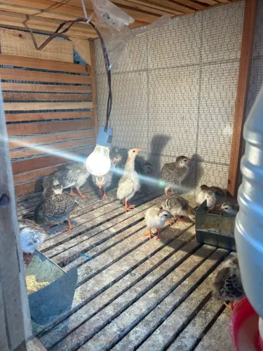 Angolas carijo a venda 