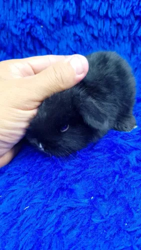 Mini coelho