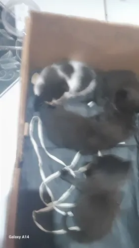 Estou doando esses 4 gatinhos, dois machos e duas fêmeas. 