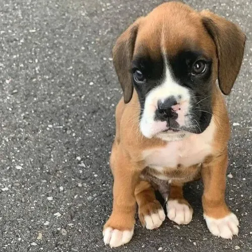 Boxer Inspiração Que Corre no Jardim