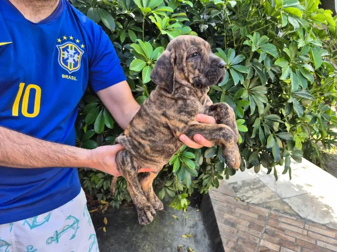 FILHOTES DE FILA BRASILEIRO - CARUARU/PE