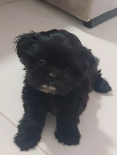 Cachorrinha filhote Shitzu fêmea