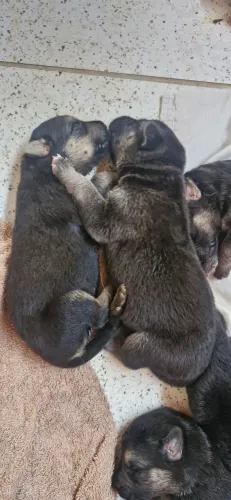 Cachorro 