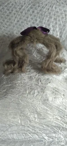 Aranha Peluda