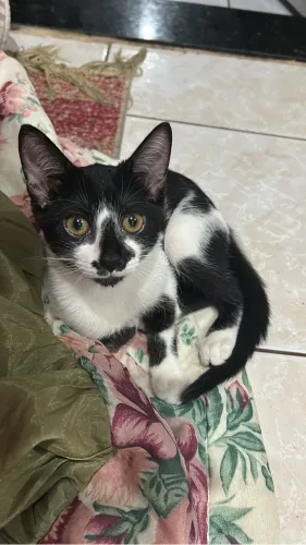 DOANDO GATA