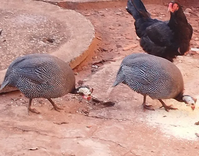 Galinha de Angola