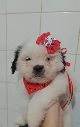 Shih tzu fêmea