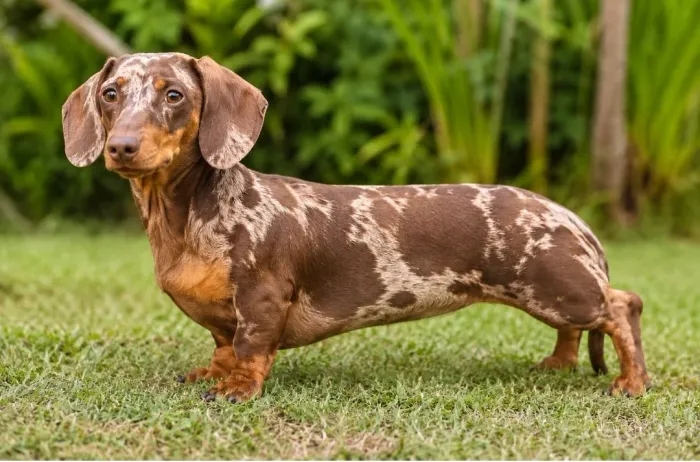 Dachshund procura namorada 