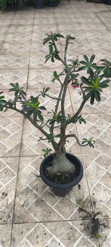Rosa do Deserto
