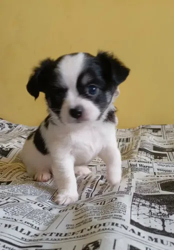 Chihuahua 
