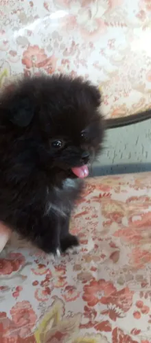 Spitz alemão
