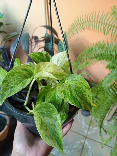 Jibóia branca folhas variegatas em vasinho pendente prontinho pra sua decoração