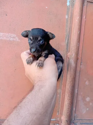 Pinscher filhote 1 mês 400 reais cada.