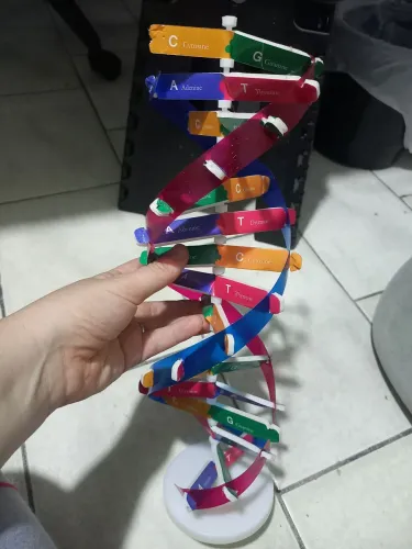 Modelo Didático de DNA em Dupla Hélice.