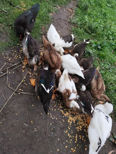 Mestiços de marreco