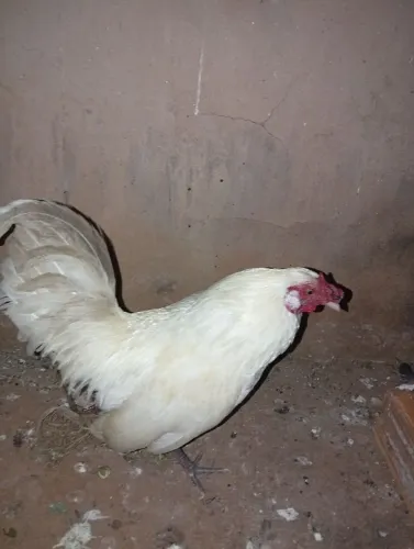 Galo