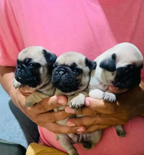 Pug A felicidade mais sincera pode estar nesse focinho