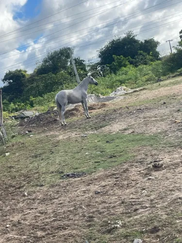 Vendo Egua mestiça manga larga