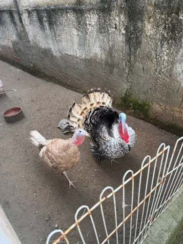 Casal de Peru iniciando a postura 