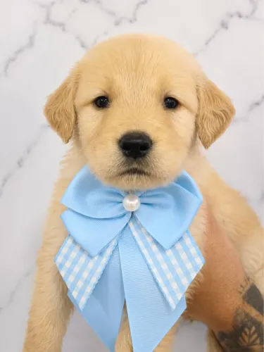 Machos Golden Retriever