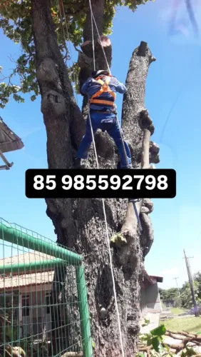 PODA DE ÁRVORES ORÇAMENTO GRATUITO