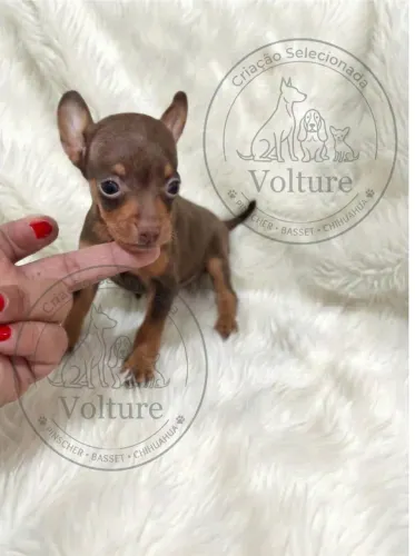 Pinscher zero filhotes alegres e vacinados