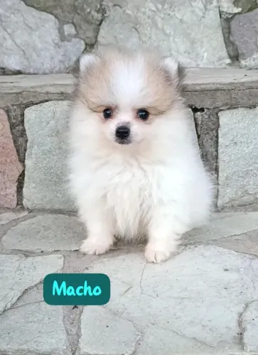 Lindo macho de Spitz Alemão Anão