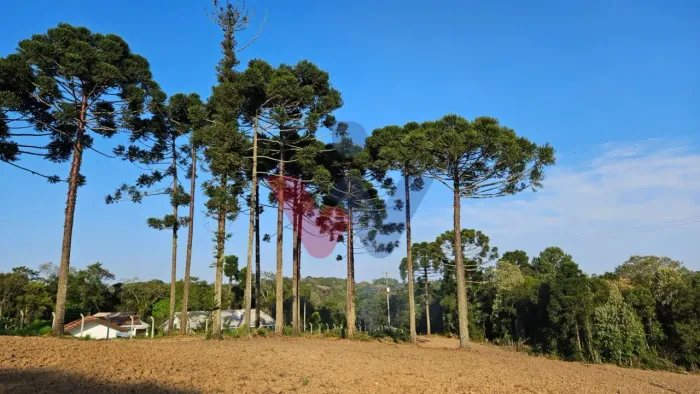 Chácara com Hortas, Parreiral e Árvores Frutíferas a 10 km da BR