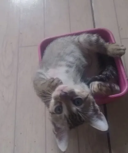Doação de Gatinhos Siamêses. 