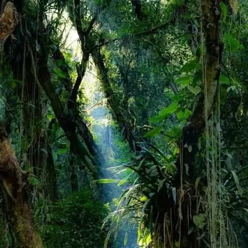 Compro 50.000 a 100.000 hectares de terra para credito de carbono