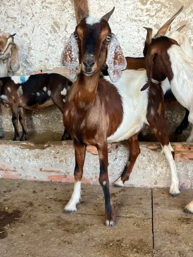 Cabras