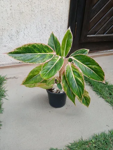 Aglaonema Pink Aurora.