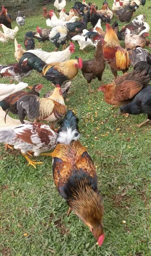 Vende-se garnizé 