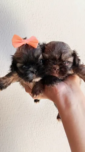 Vendo lindos filhotes de Shitzu fêmea e macho..
