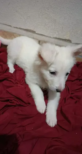 Pastor Suíço, Cães Filhotes com Garantia