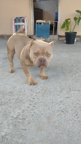 Vendo ou troco American Bully por rotwailer focinho curto