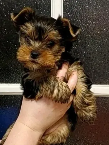 terrier os mine de porte