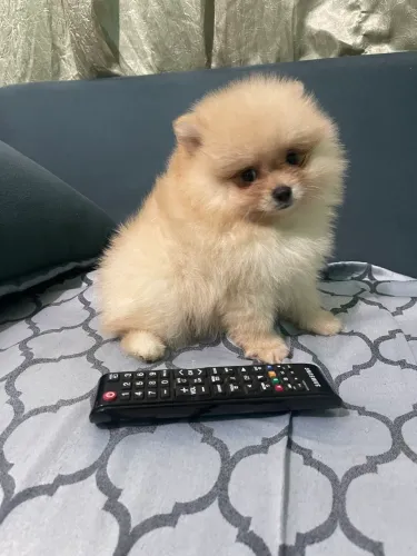 Lulu da Pomerania particolo parcelamos 18 